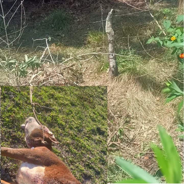Dos nuevos casos de abigeato en la región: faenaron animales en "El Hormiguerito" y en el “Paraje Totora”